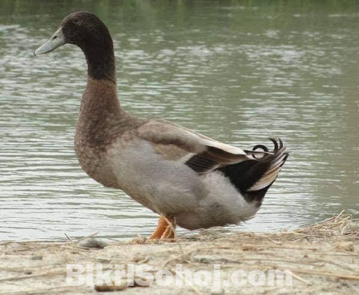 Duck